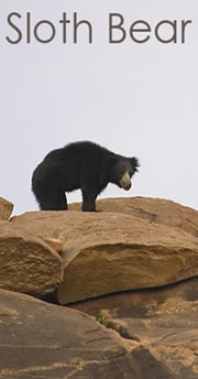 sloth bear
